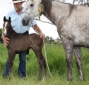 Broodmare for sale standalone or with serve to Musket.